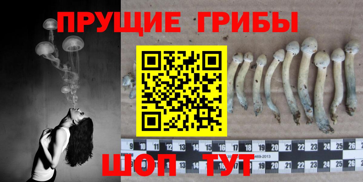 Галлюциногенные грибы Psilocybine cubensis  Городец  Псилоцибиновые грибы мицелий 